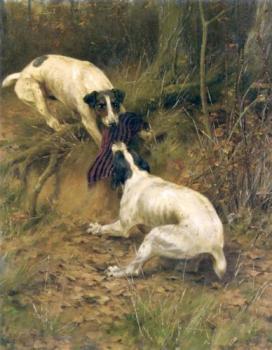Terriers fighting